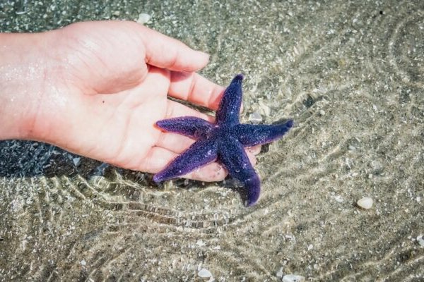 Kraken это современный маркетплейс